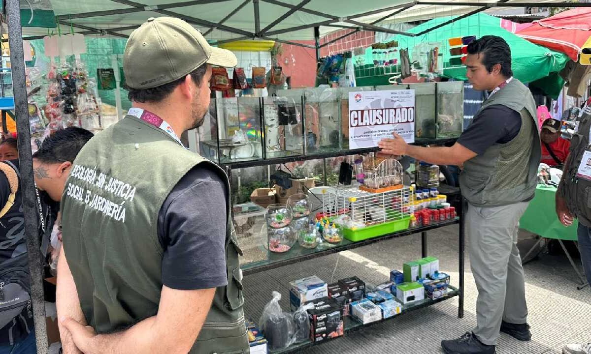 Aseguran animales exóticos.
