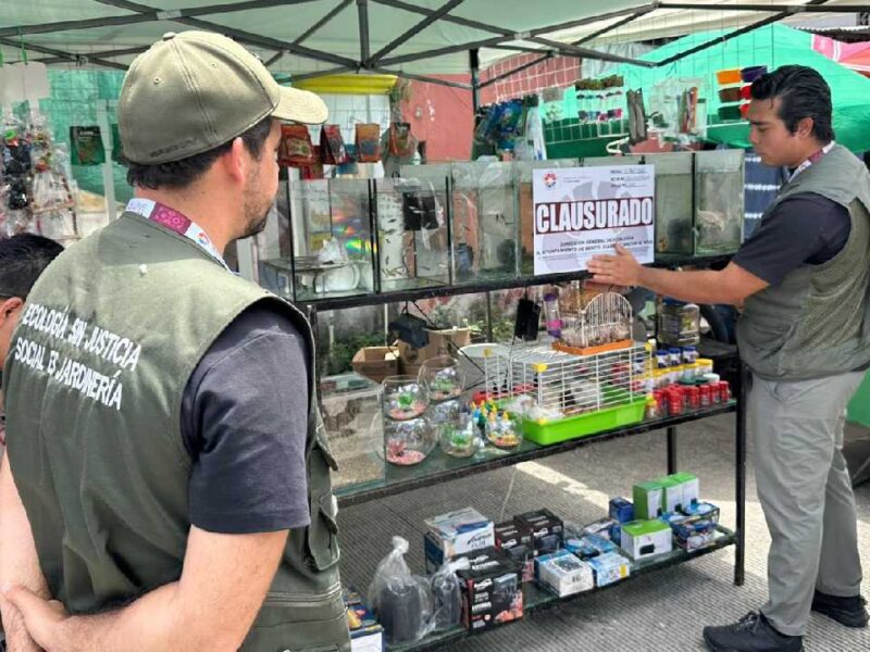Estas fueron las especies exóticas aseguradas por las autoridades en un tianguis de Cancún