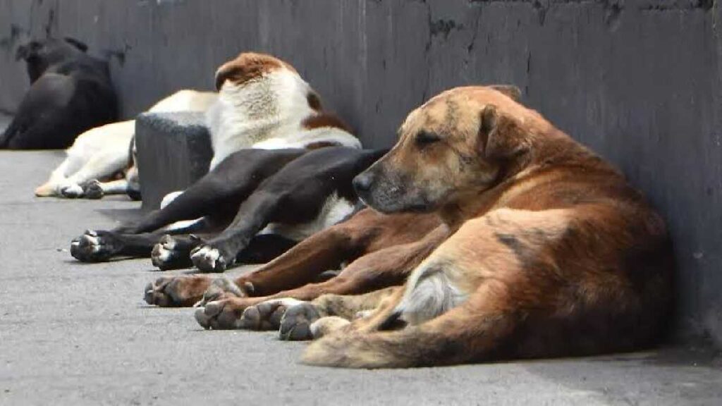 Gusano barrenador en Cancún: alertan por aumento de casos en mascotas