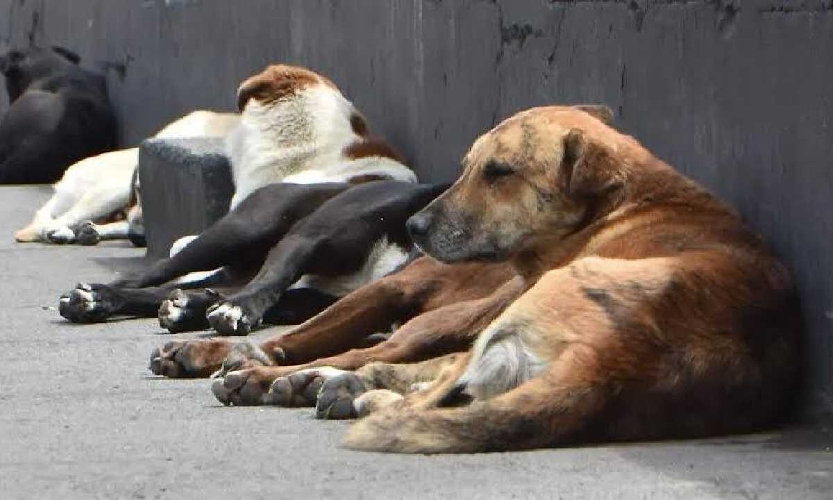 Alertan por gusano barrenador en mascotas.