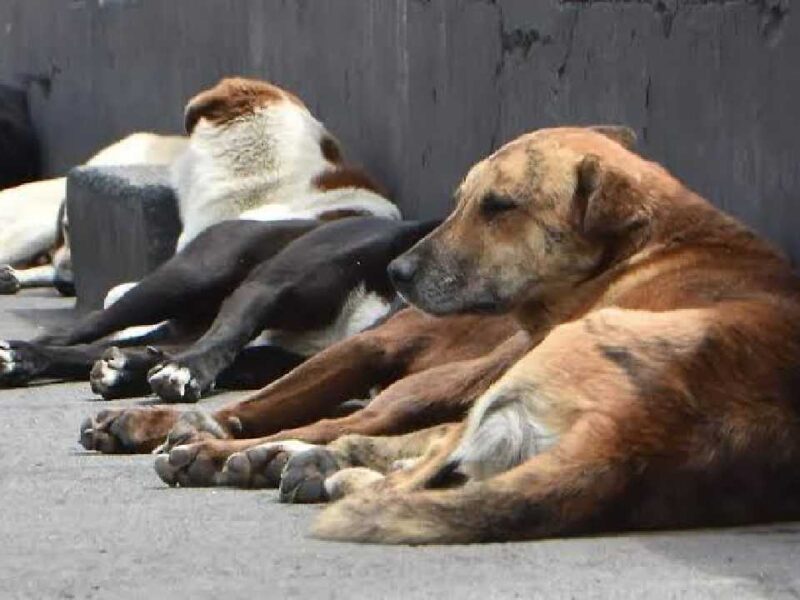 Gusano barrenador en Cancún: alertan por aumento de casos en mascotas