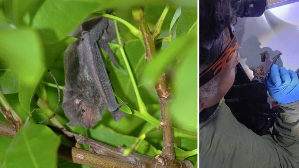 Murciélagos en Cozumel revelan hallazgos clave tras nuevo monitoreo científico