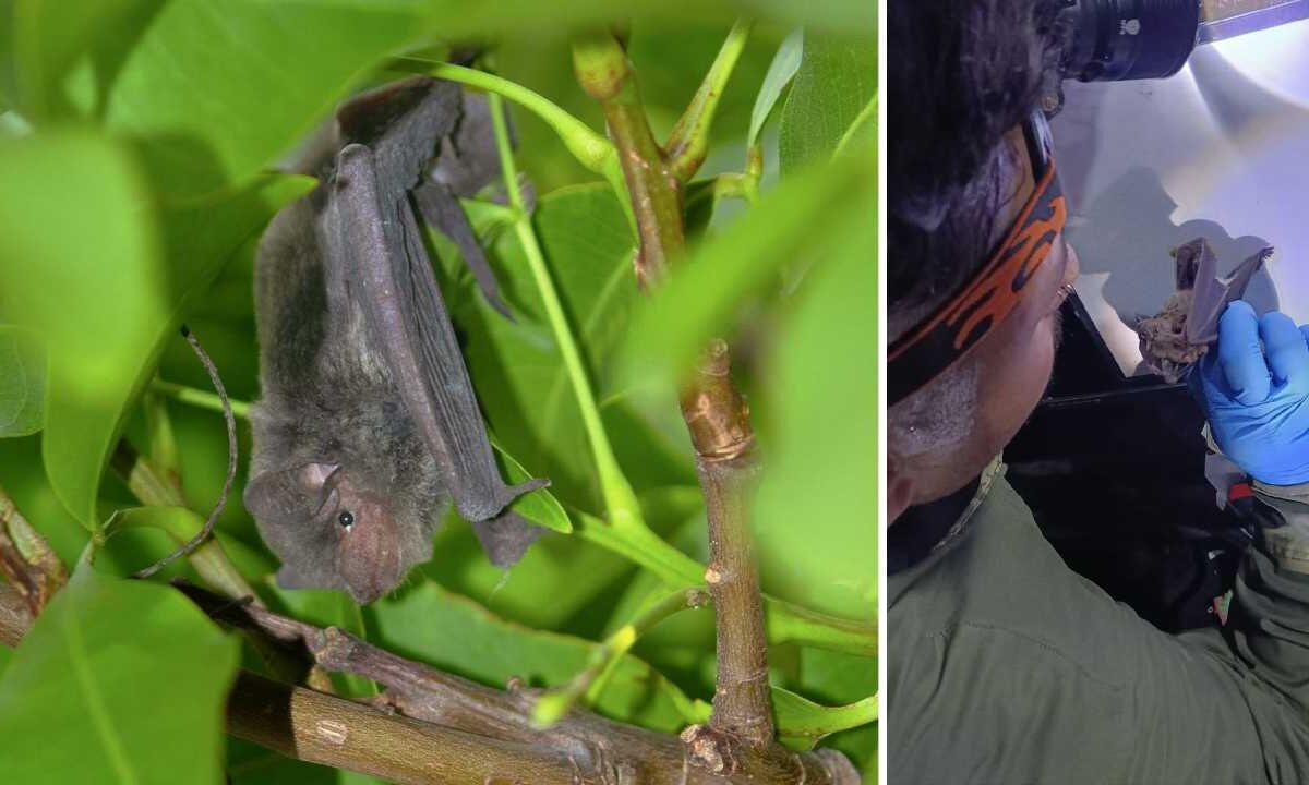 Estudiante a los murciélagos.