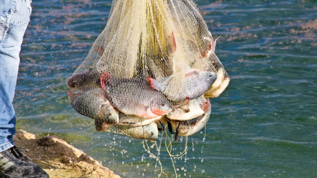 Pescadores de Isla Mujeres reportan caída del 75% en ventas
