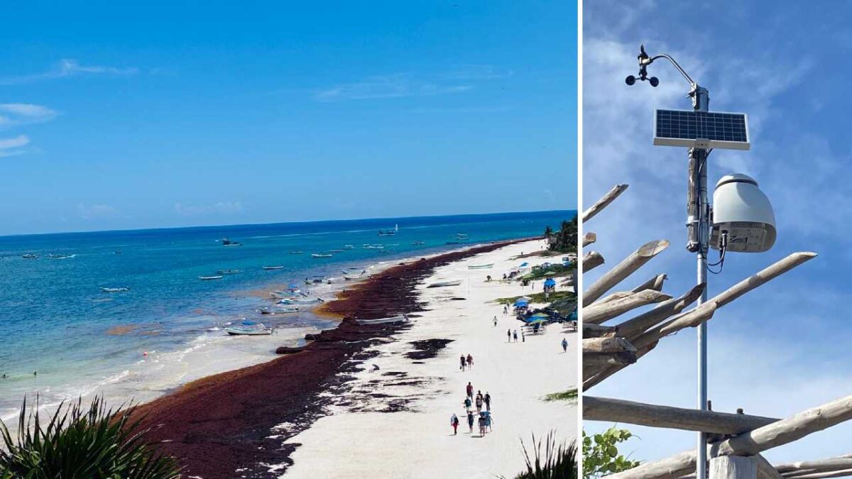 Playa del Carmen atiende en tiempo y forma el tema del sargazo.