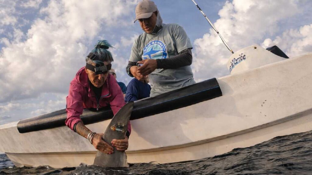 Rastrean a tiburones en el Caribe Mexicano.