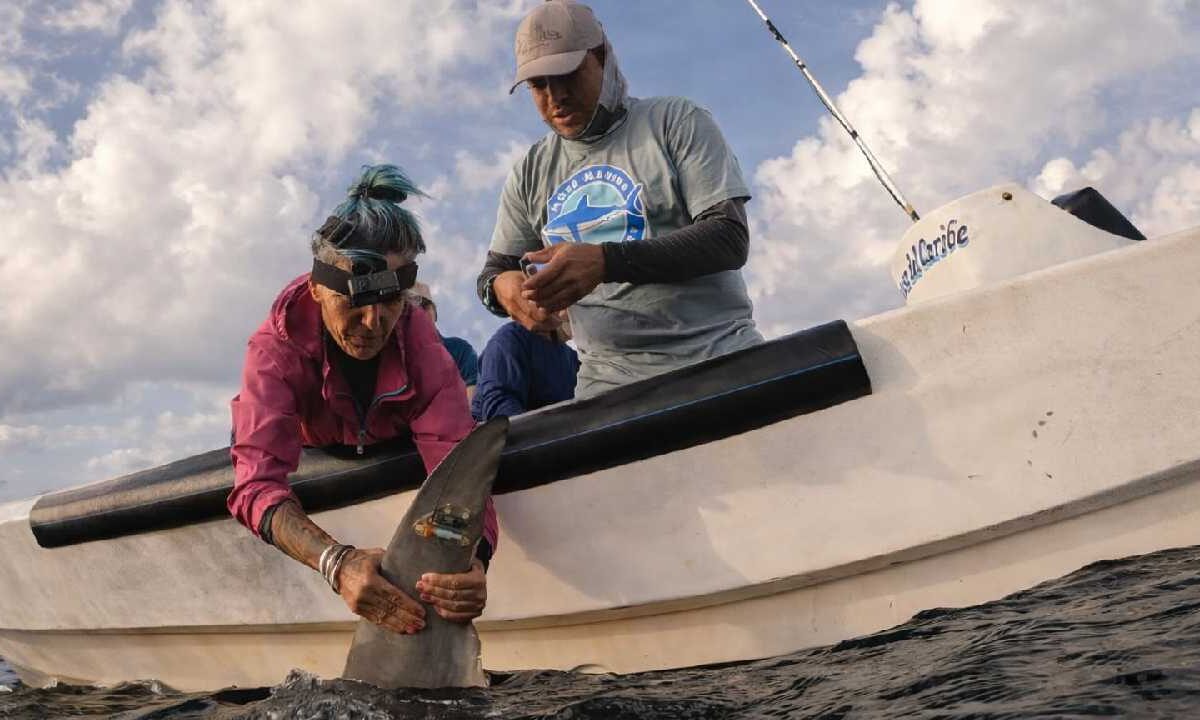 Rastrean a tiburones en el Caribe Mexicano.