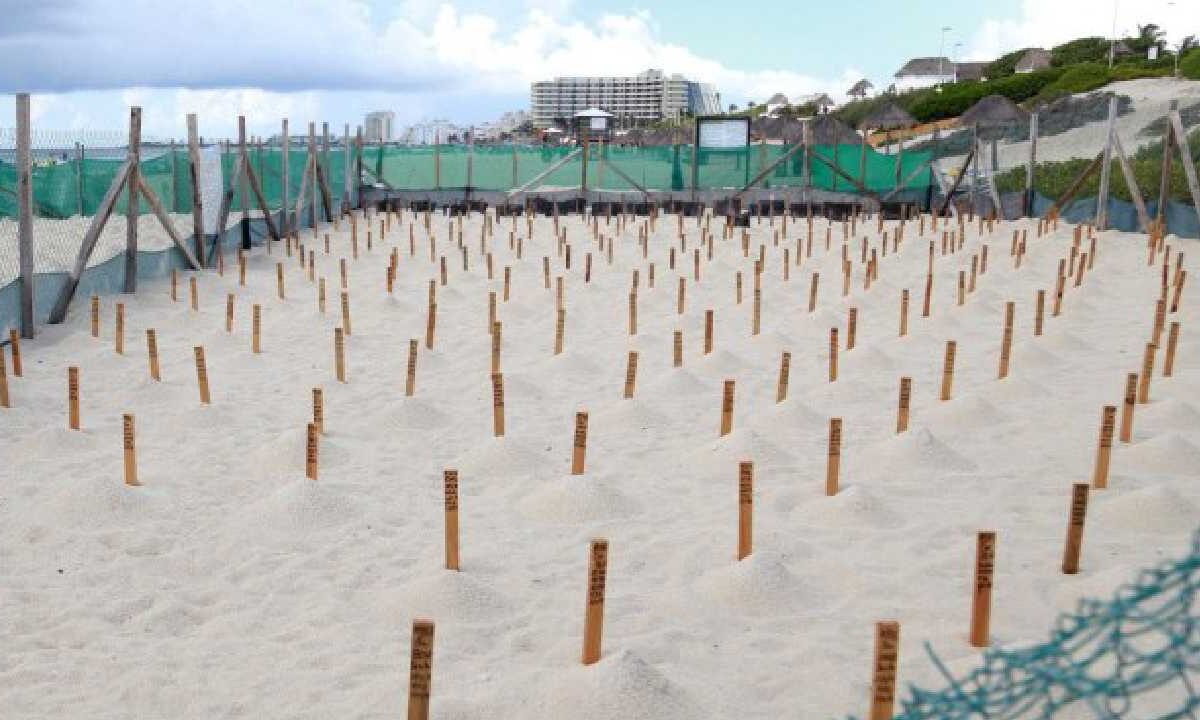 Llegan las tortugas a Cancún y su protección, también.