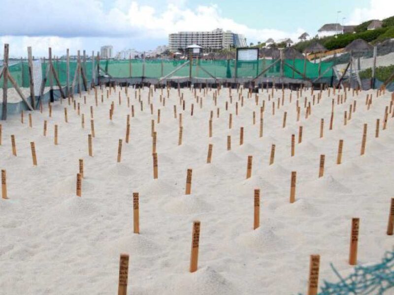 Tortugas hacen "escala" en Cancún y activan operativo especial por temporada de anidación