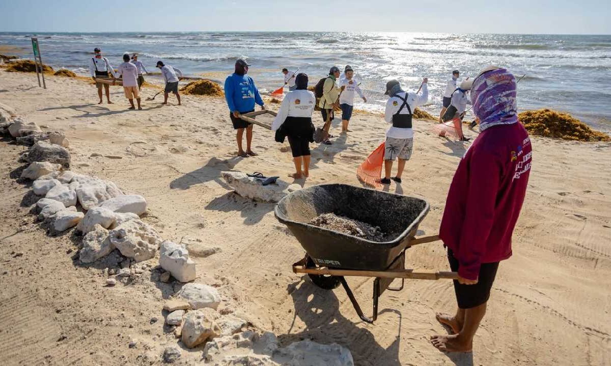 Tulum sigue firme con el trabajo de recolección de sargazo.