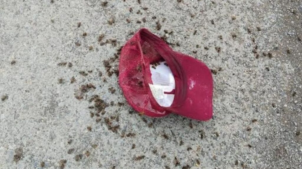 ataques de abejas en Chetumal