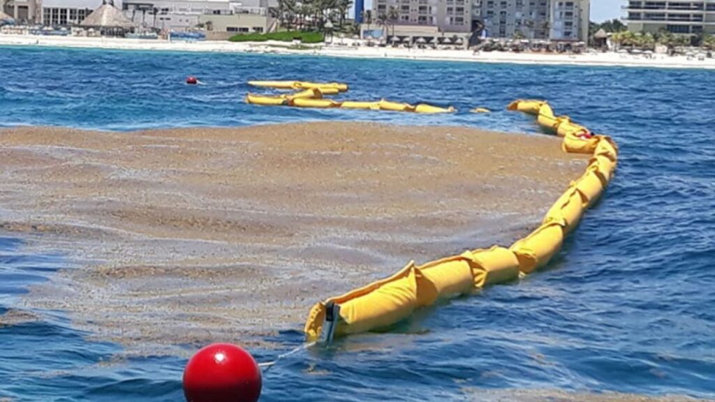 sargazo Quintana Roo