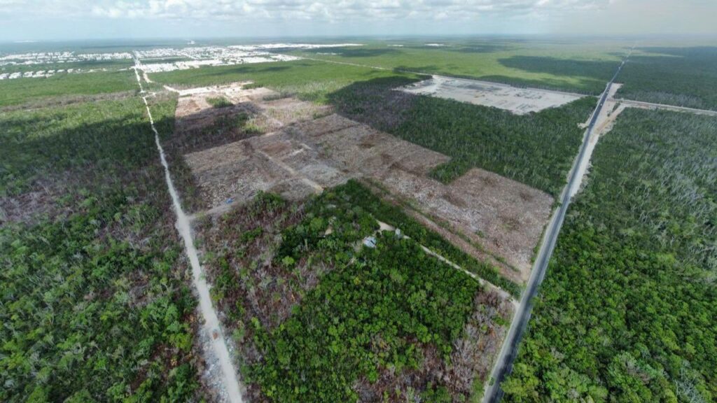 Deforestación en Quintana Roo: Causas y cifras de la pérdida de selva