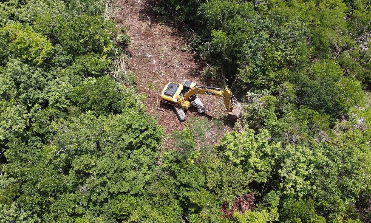 Quintana Roo ha perdido 250 mil hectáreas de selva por urbanización