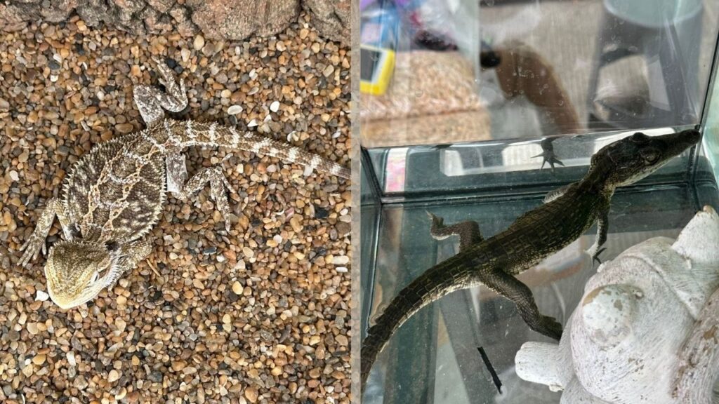 venta ilegal de fauna