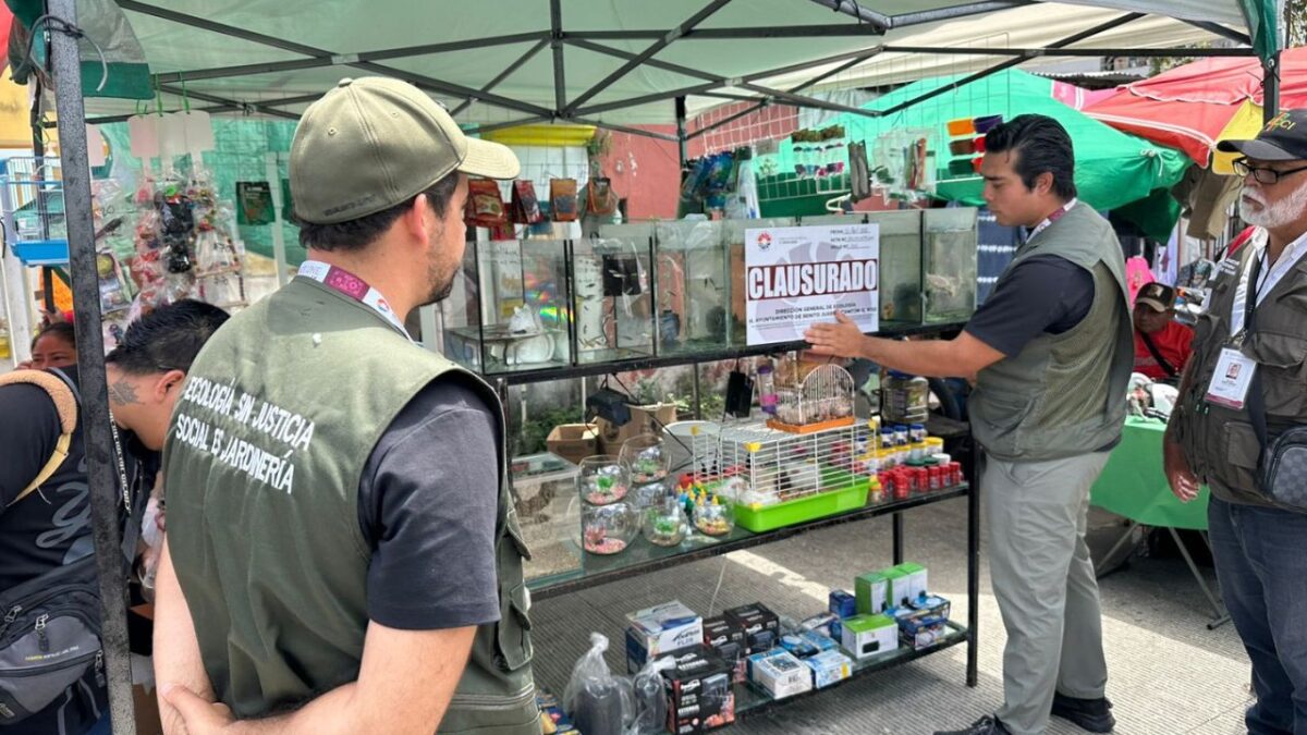 venta ilegal de fauna