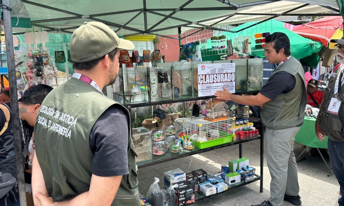 venta ilegal de fauna