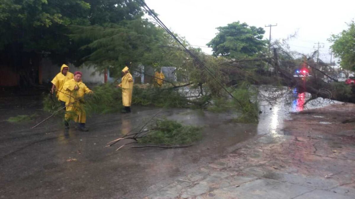 Reportan caída de un árbol en Chetumal.