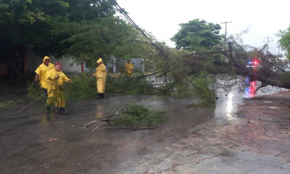 Reportan caída de un árbol en Chetumal.