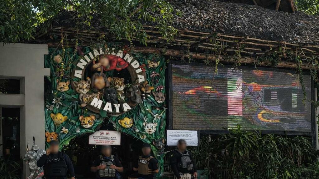 Cateo en negocio de la Quinta Avenida.