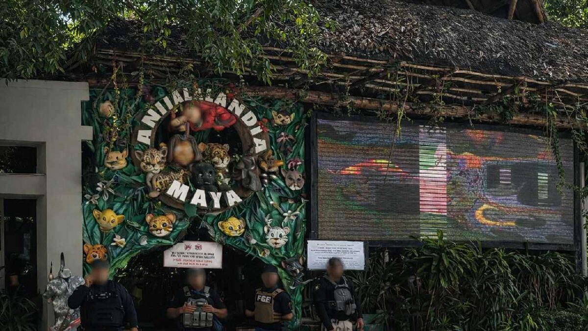 Cateo en negocio de la Quinta Avenida.