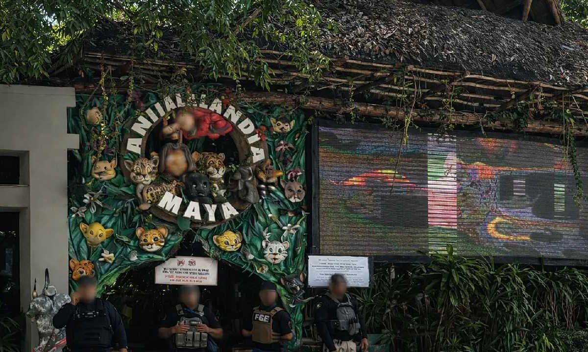 Cateo en negocio de la Quinta Avenida.