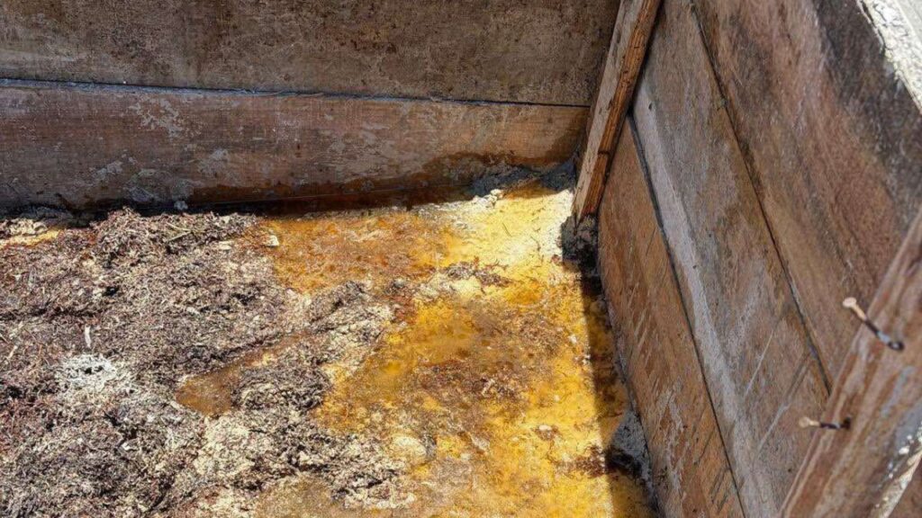 Denuncian destrucción de duna costera en Mahahual