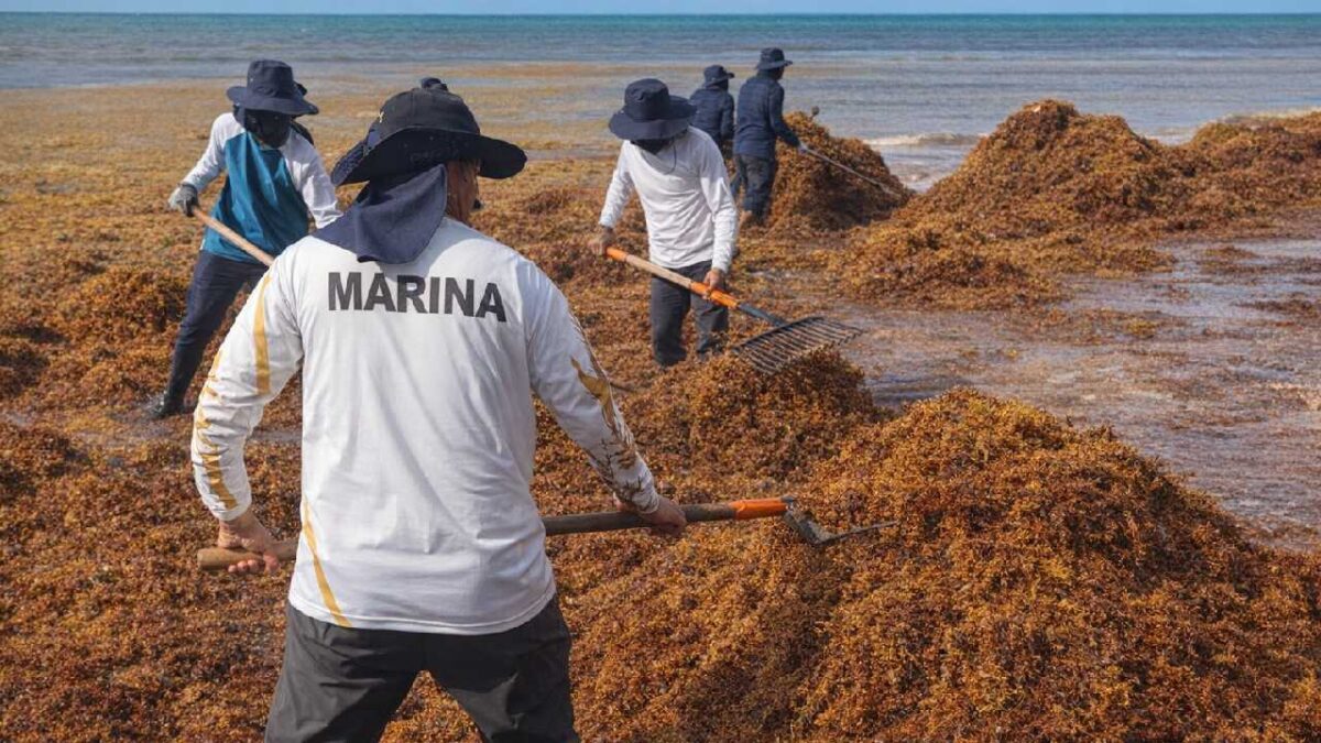 Semarnat destaca acciones para contener el sargazo antes de que lluege a las playas.