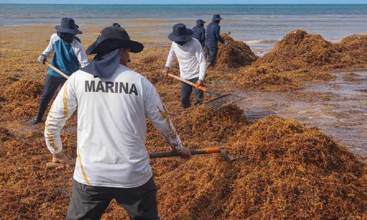 Semarnat destaca acciones para contener el sargazo antes de que lluege a las playas.