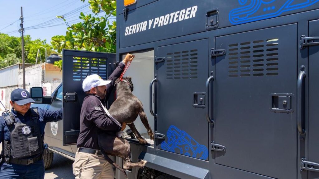 Maltrato animal en Quintana Roo: buscan vetar a agresores
