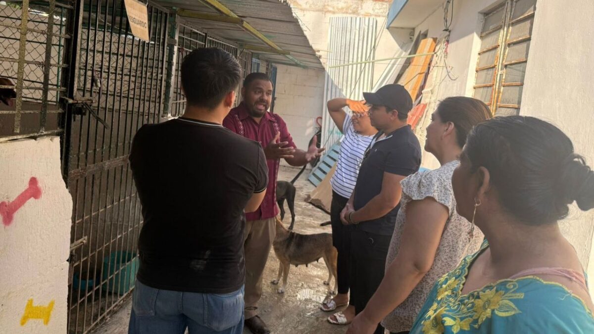 Maltrato animal en Quintana Roo: buscan vetar a agresores
