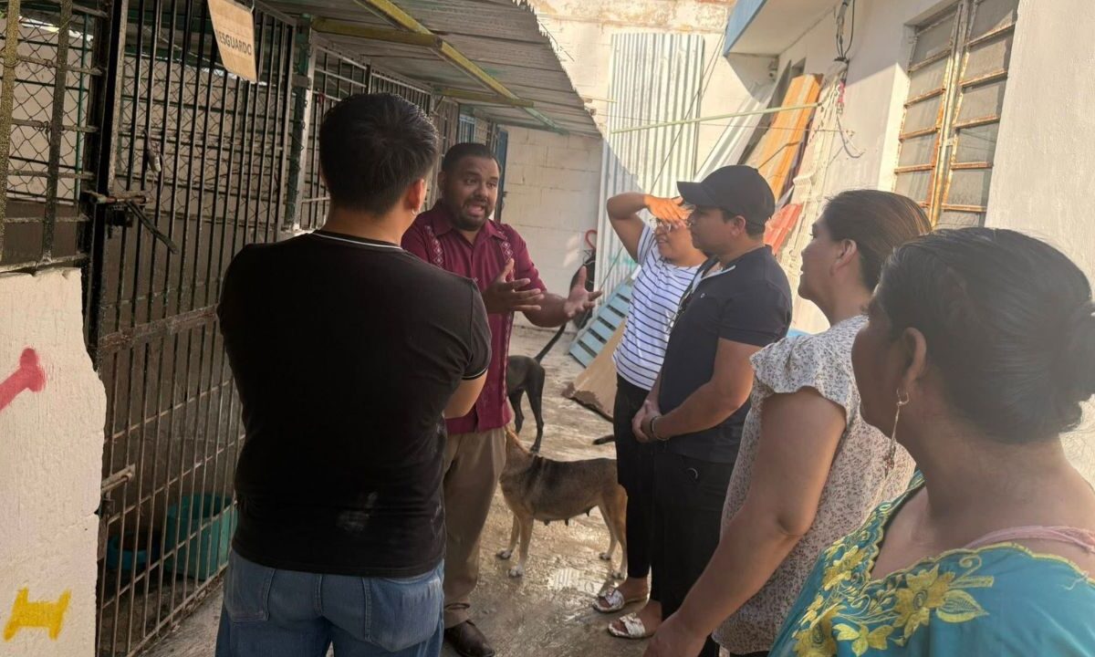 Maltrato animal en Quintana Roo: buscan vetar a agresores