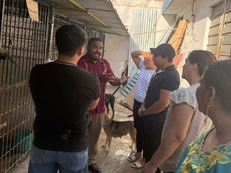 Buscan prohibir cargos públicos a maltratadores de animales en QRoo