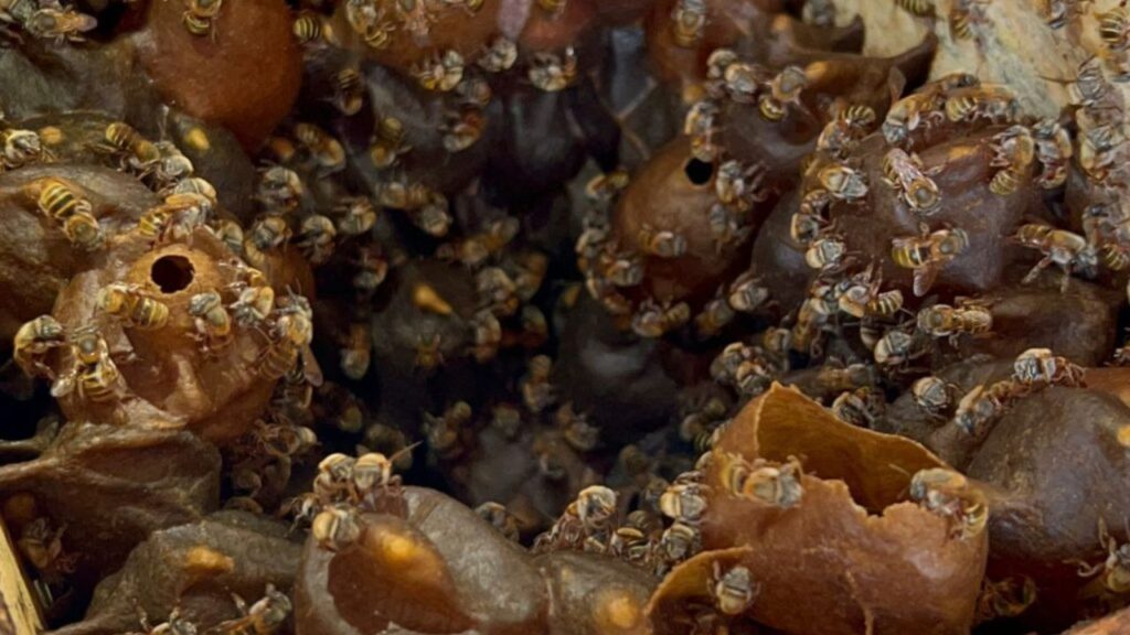 Indicación Geográfica Protegida para la Miel Melipona
