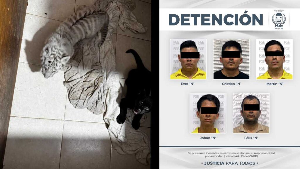 Resultado del cateo en Animalandia.
