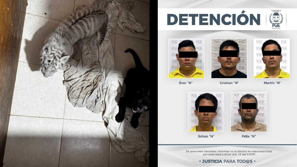 Resultado del cateo en Animalandia.