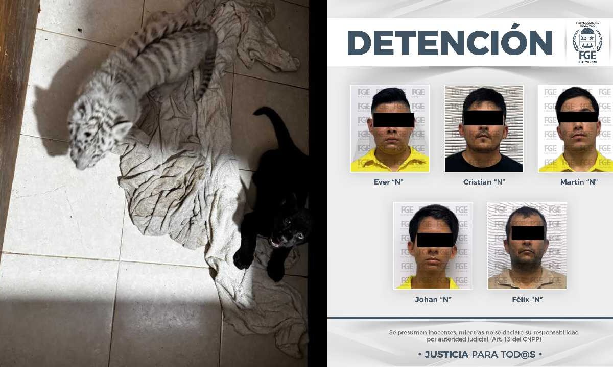 Resultado del cateo en Animalandia.