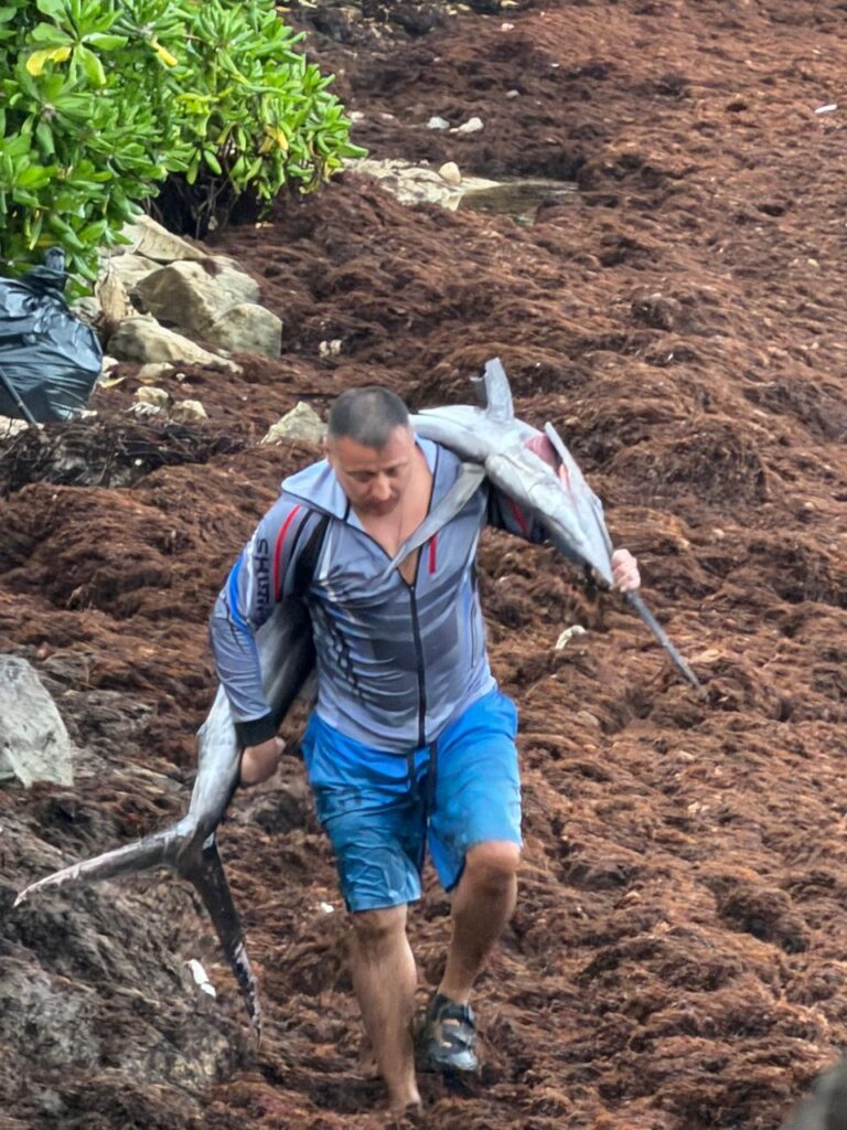 Sargazo en Playa del Carmen: Cooperativas al límite por la crisis