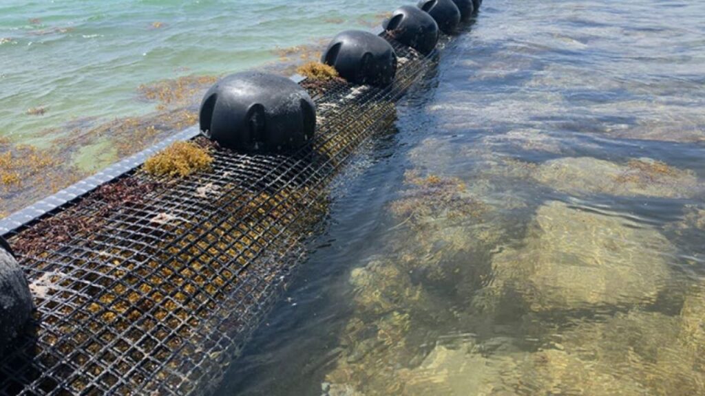 Sargazo en Cancún: buques blindan las playas