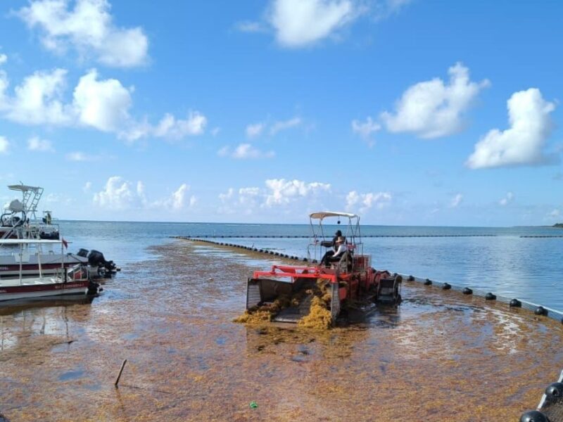 Semar ha recolectado más de 39 mil toneladas de sargazo en Quintana Roo este año