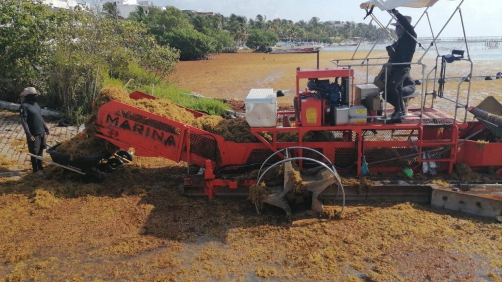 Sargazo en Quintana Roo | Retiro supera las 39 mil toneladas