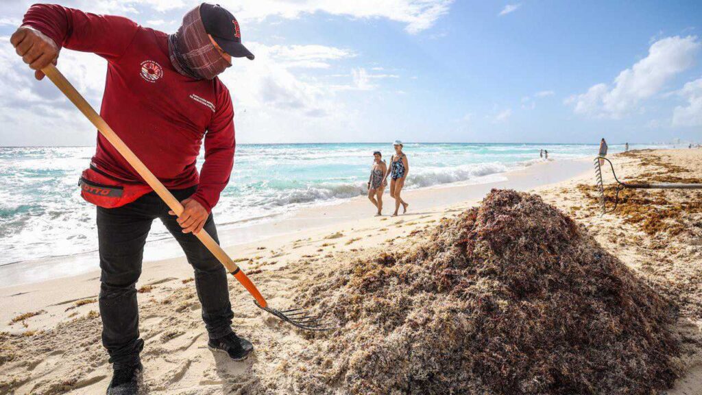 Sargazo golpea las playas de Cancún: retiran más de 8 mil toneladas en 2026