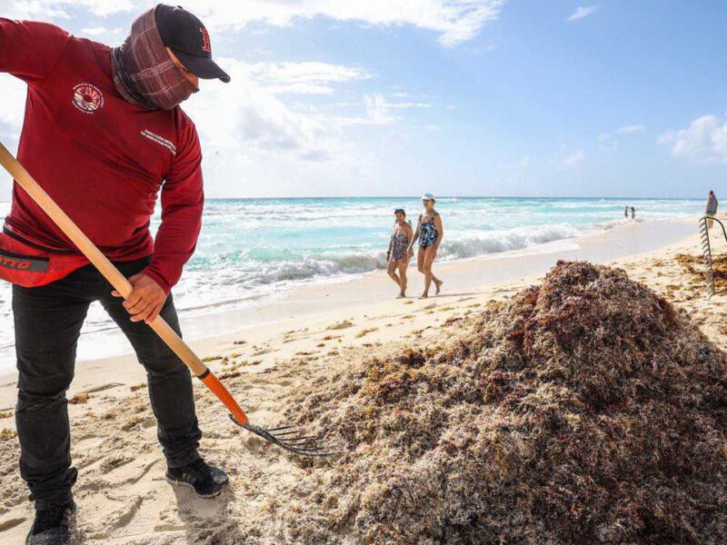Sargazo golpea las playas de Cancún: retiran más de 8 mil toneladas en 2026