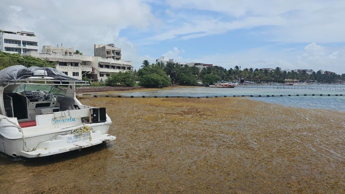Turisteros de Mahahual absorben costos millonarios por sargazo