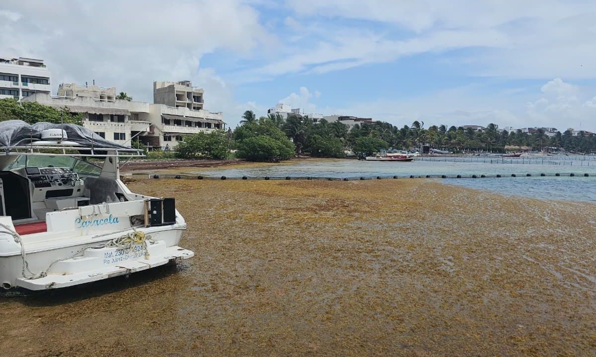 Turisteros de Mahahual absorben costos millonarios por sargazo