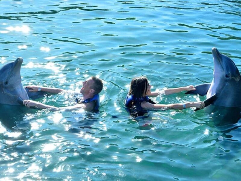 Cae 10% afluencia a delfinarios por baja de turismo extranjero
