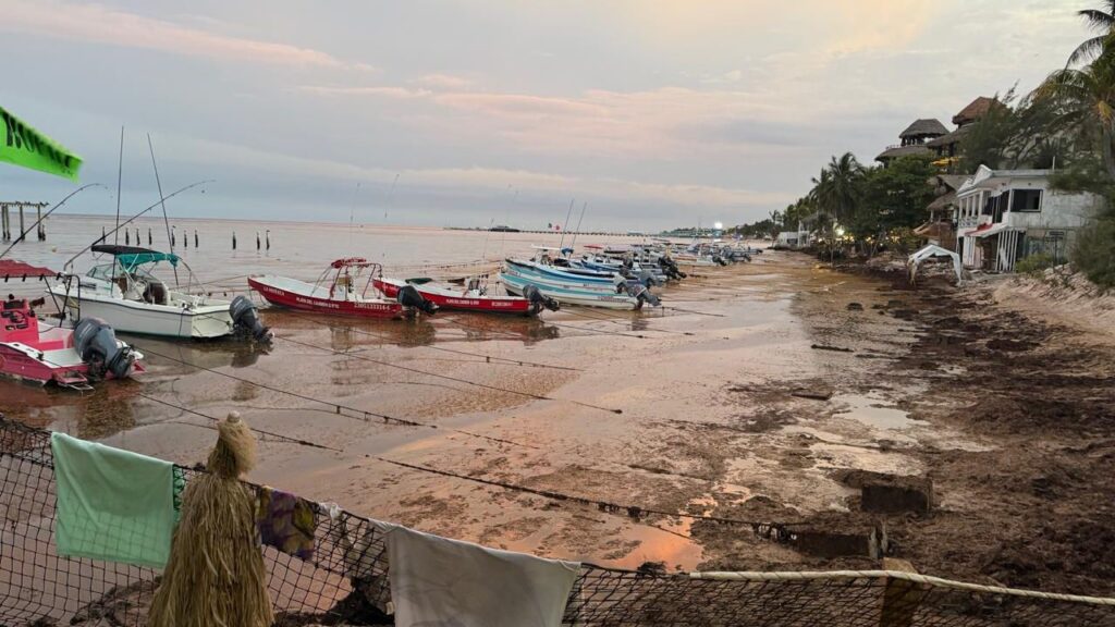 Sargazo en Playa del Carmen: Cooperativas al límite por la crisis