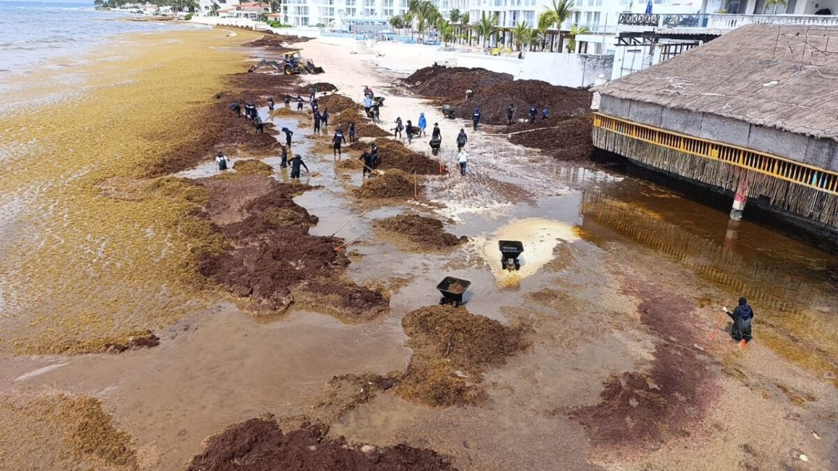 Sargazo en Playa del Carmen: Cooperativas al límite por la crisis