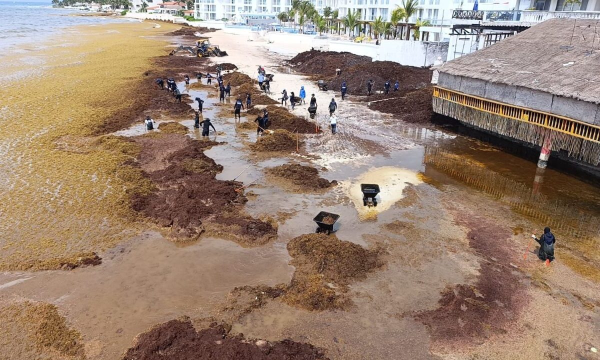 Sargazo en Playa del Carmen: Cooperativas al límite por la crisis