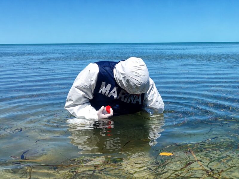 Semar descarta manchas de petróleo en zona de anidación de tortugas